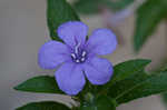 Carolina wild petunia